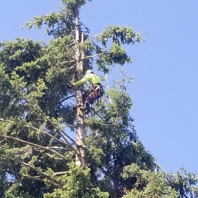 Tree Services 