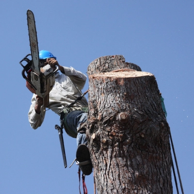 Tree Removal 