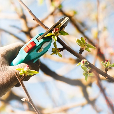 Pruning