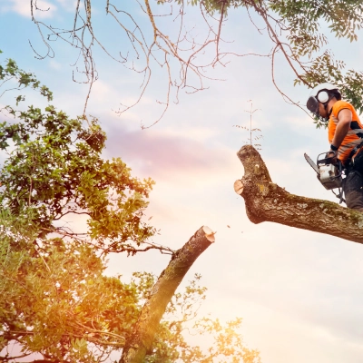 Tree Topping